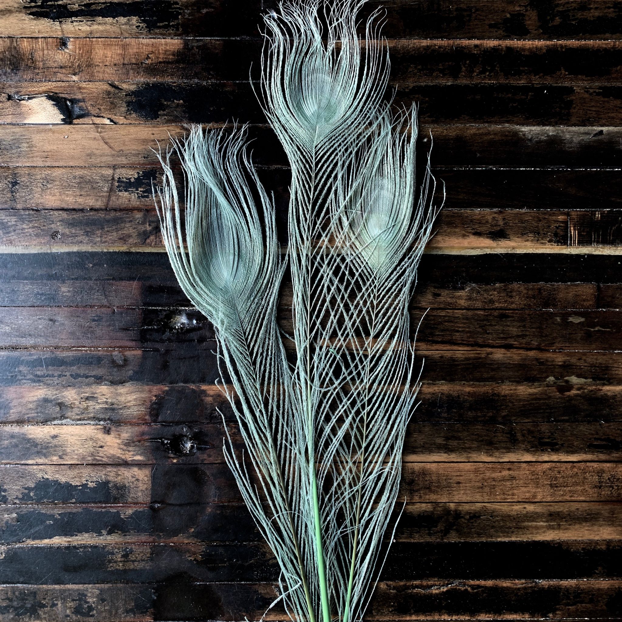 Download Pale Green Dyed Peacock Feather. | RitualCravt ...