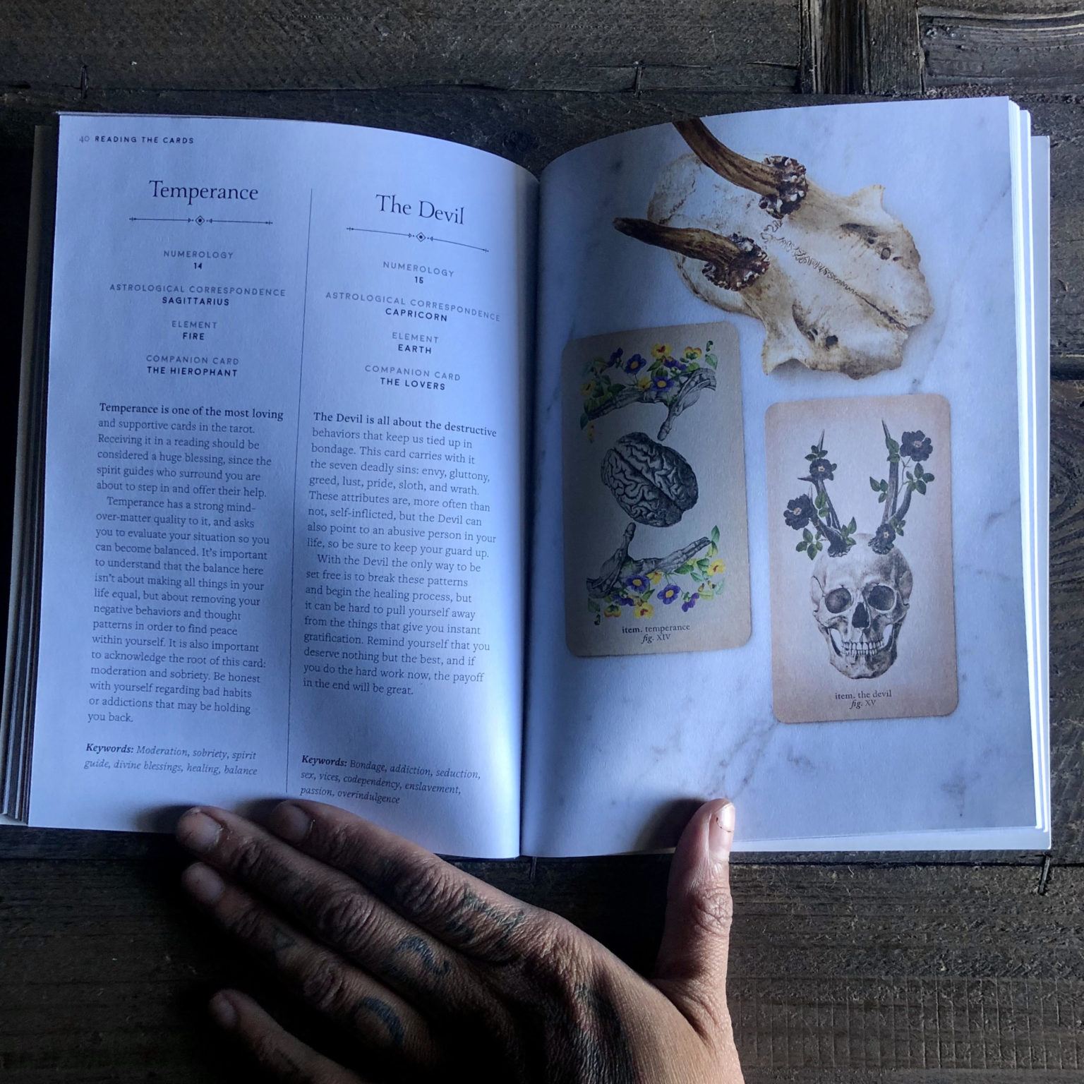 The Antique Anatomy Tarot. - RitualCravt | Metaphysical & Witchy Wares