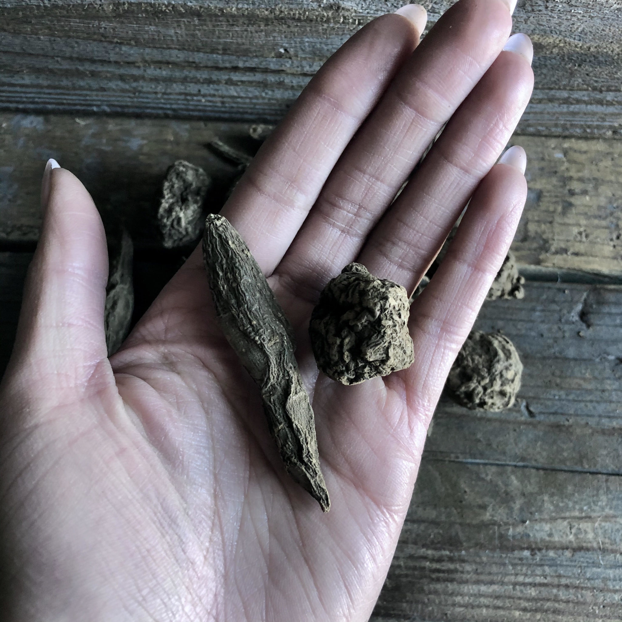 High John the Conqueror Root. - RitualCravt Metaphysical & Witchy Wares