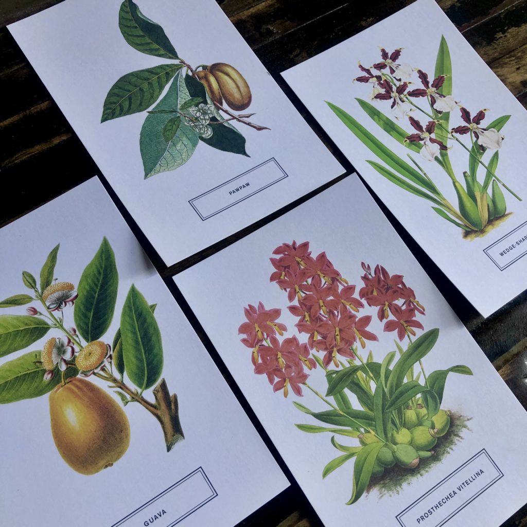 Botanicals 100 Postcards from the Archives of the New York Botanical
