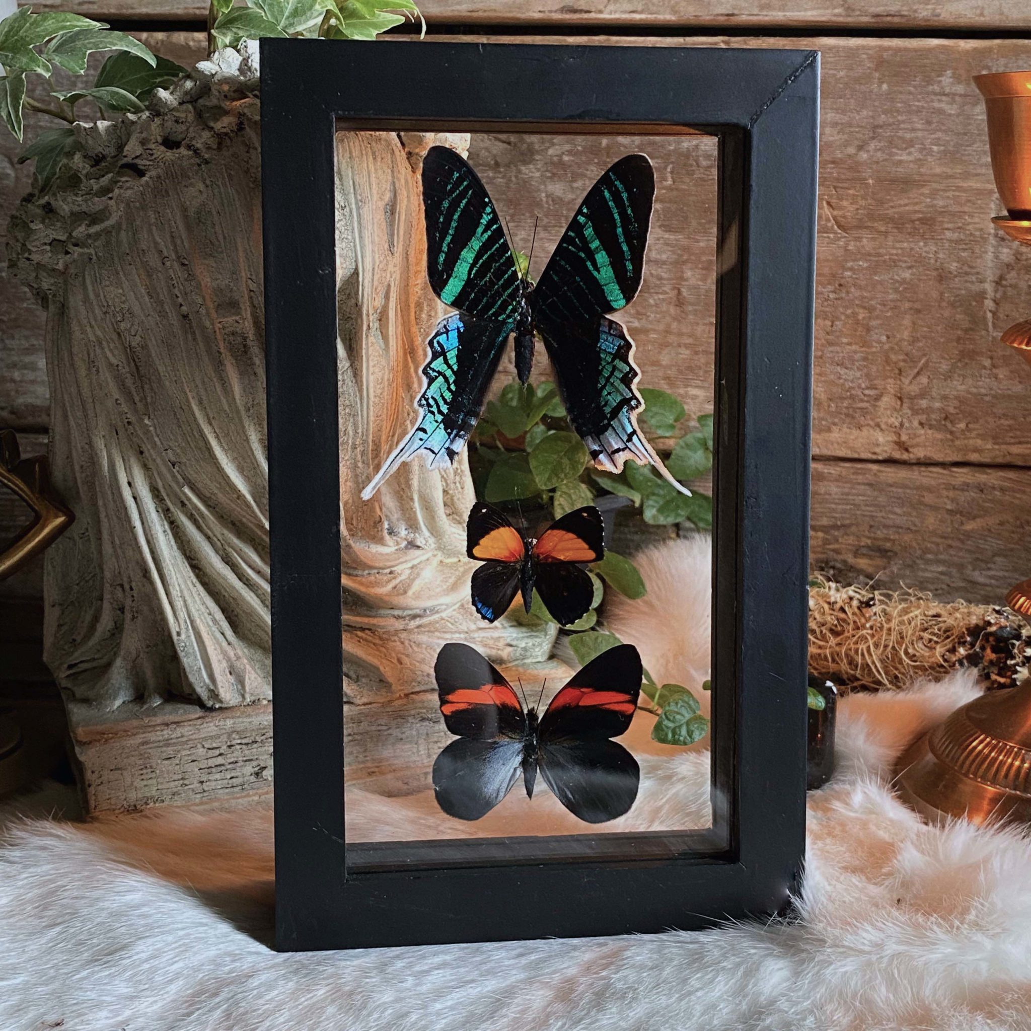 Cruelty Free Framed Butterfly Trio. Variation 2. RitualCravt