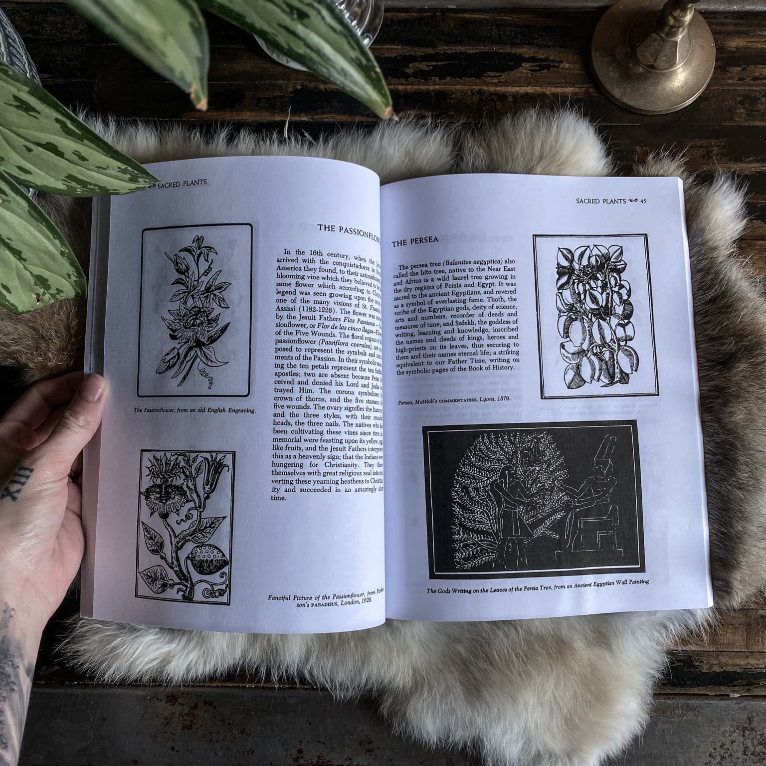 Folklore and Symbolism of Flowers, Plants and Trees. By Ernst Lehner